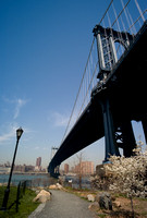 Blossoms and Manhattan Bridge