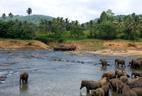 Elephants bathing at Pinawala