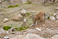 Thirsty Ibex