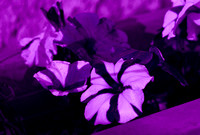 Petunias, UV