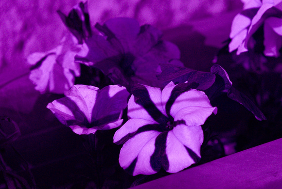 Petunias, UV