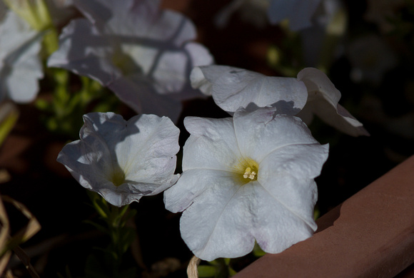 Petunias, visible light