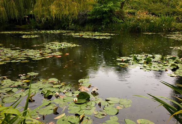 Water lillies pond