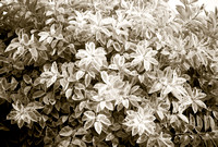 Star leaves