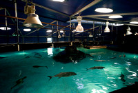 Sharks